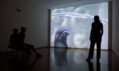 BarryA_Pigeon_Everson.jpg