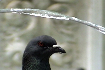 blog_pigeon.jpg